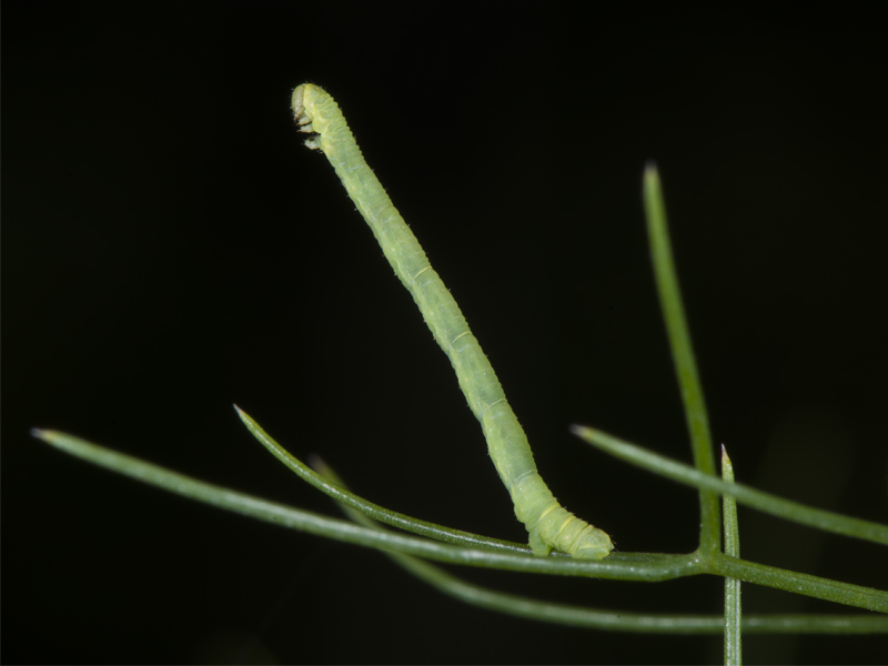 Aiuto identificazione bruco